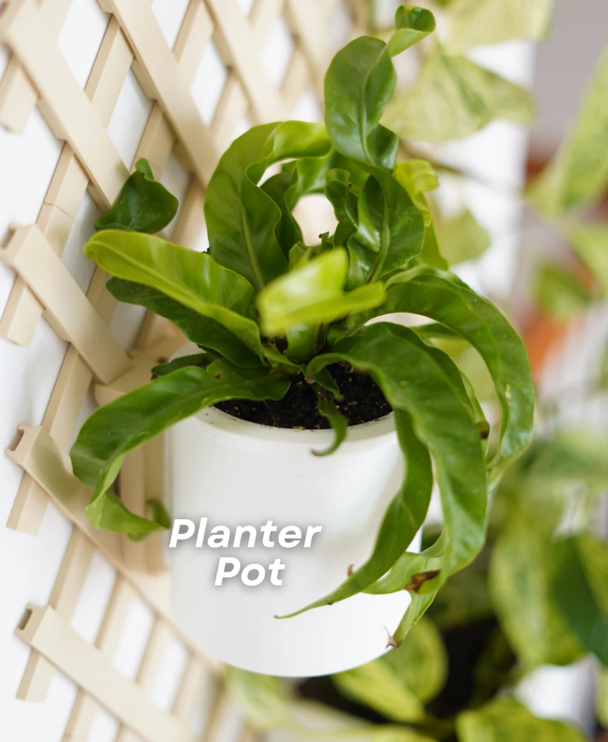 Trellis Pegboard System - Botanical Bundle
