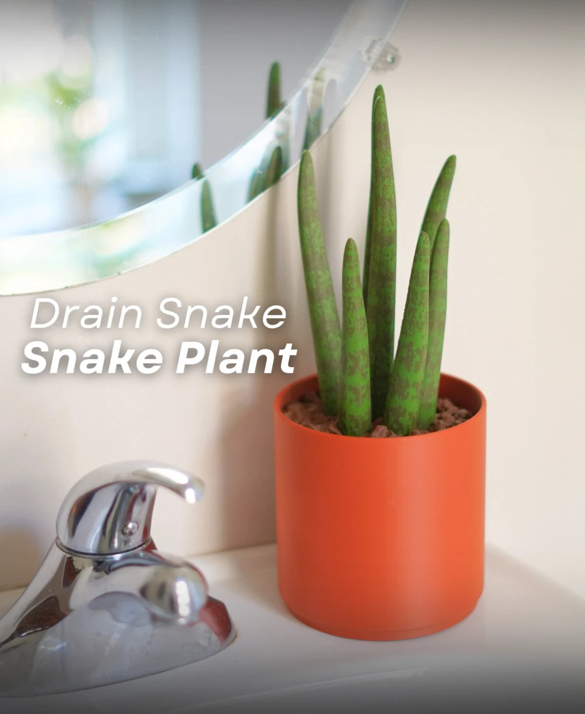 Drain Snake Snake Plant