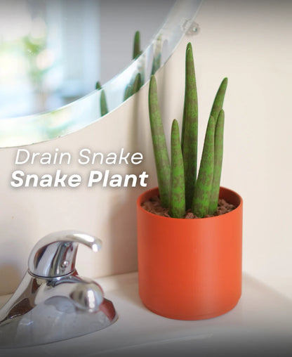 Drain Snake Snake Plant