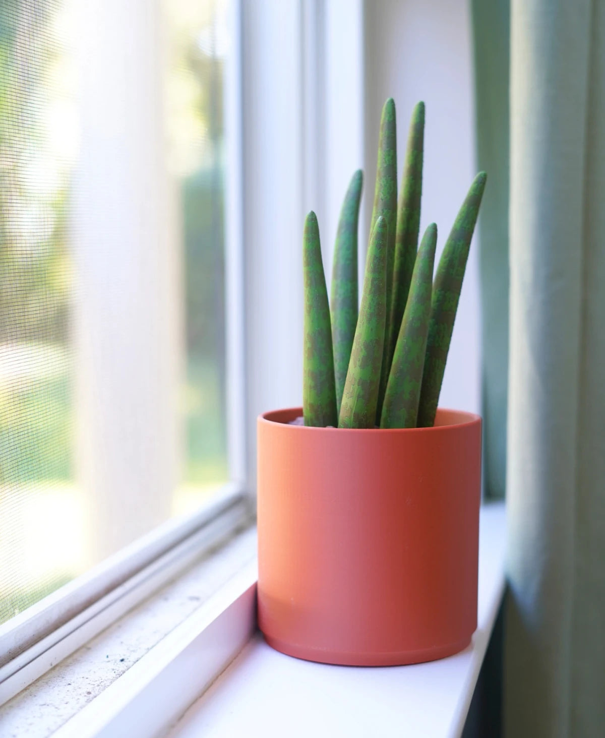 Drain Snake Snake Plant