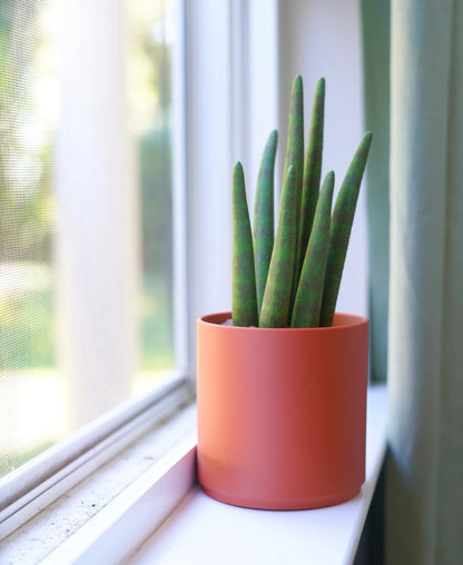 Drain Snake Snake Plant