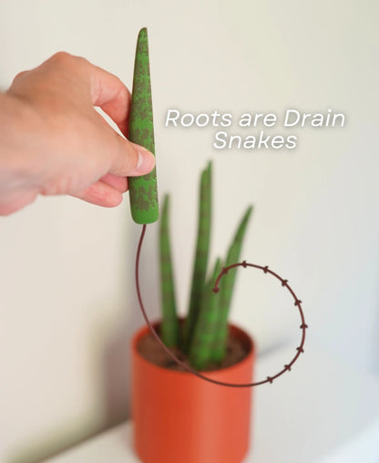 Drain Snake Snake Plant