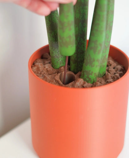 Drain Snake Snake Plant