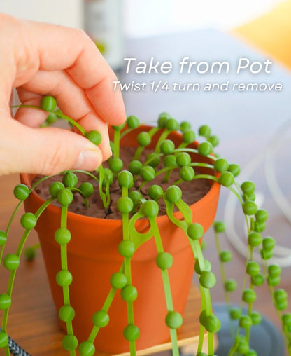 String of Pearls - Cable Tie Plant
