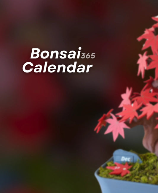 Bonsai 365 Calendar - Japanese Maple Daily Tree